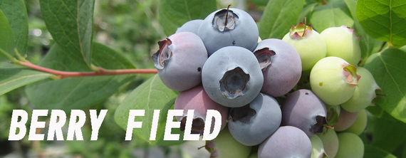 berryfield.jpg