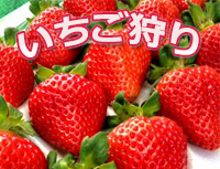 ICHIGO3.jpg