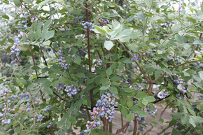 berryfield2.jpg