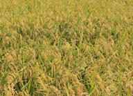 banner2.jpg