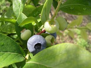 berryfield4.jpg