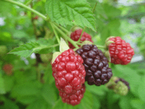 berryfield5.jpg