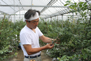 berryfield6.jpg