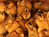 banner5.jpg