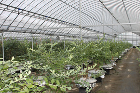 berryfield3.jpg